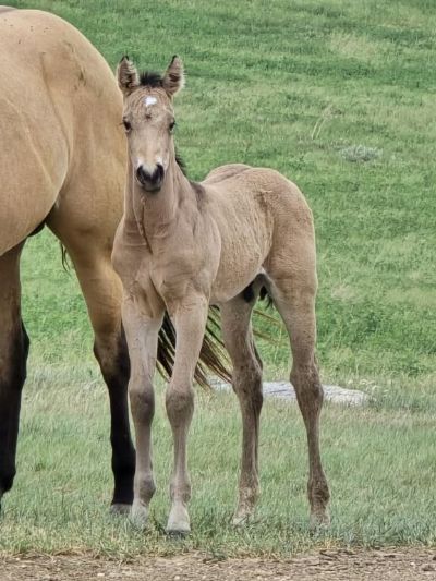 Whiskey Up Ranger JW<BR>AQHA PENDING